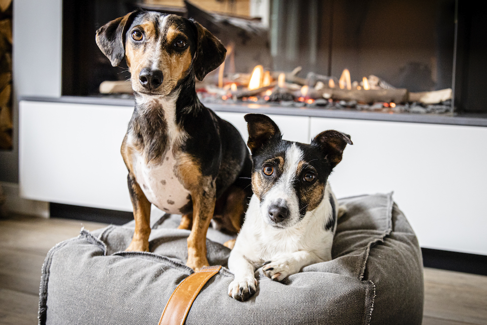 Honden bij haard #kalfire #gashaard